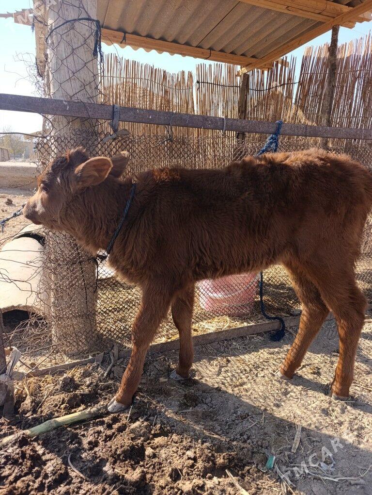 Goleli Sygyr - Мары - img 2