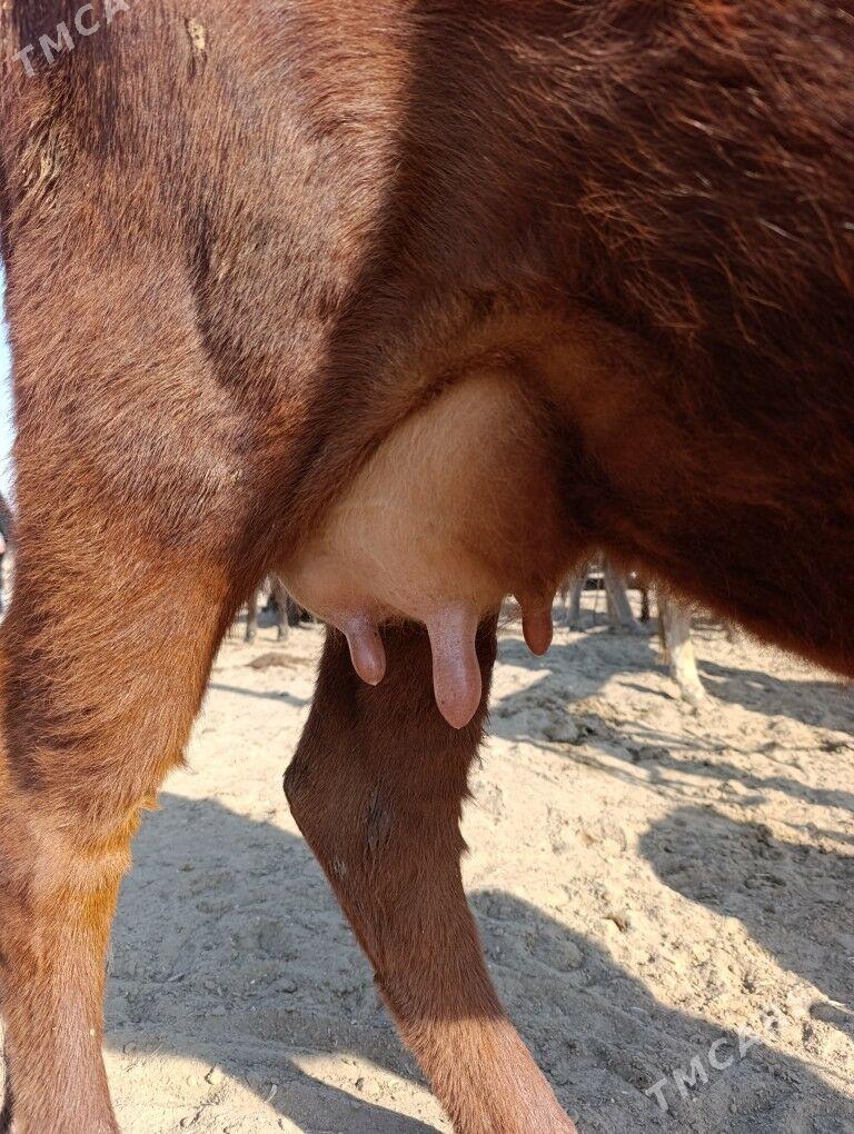 Goleli Sygyr - Мары - img 3