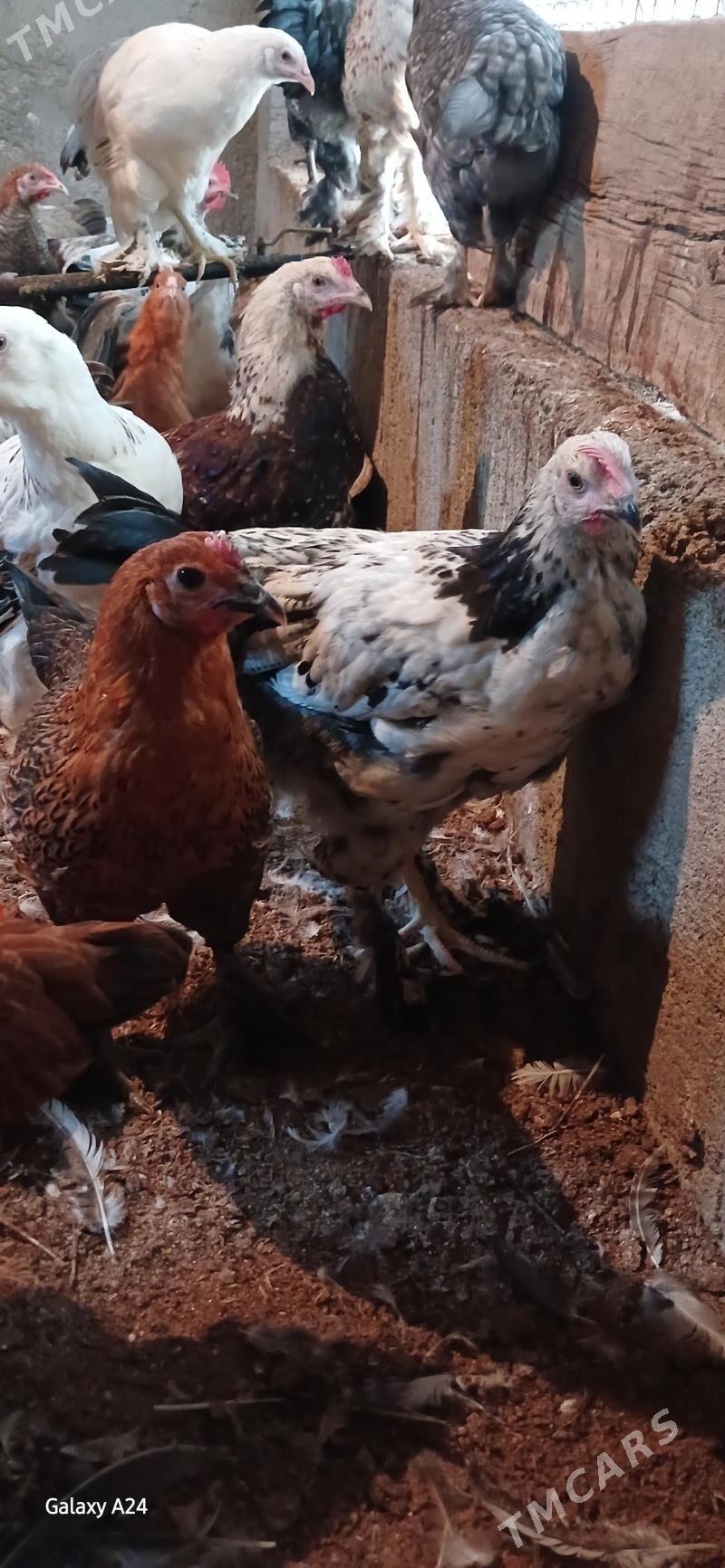 Balgar juje - Änew - img 4