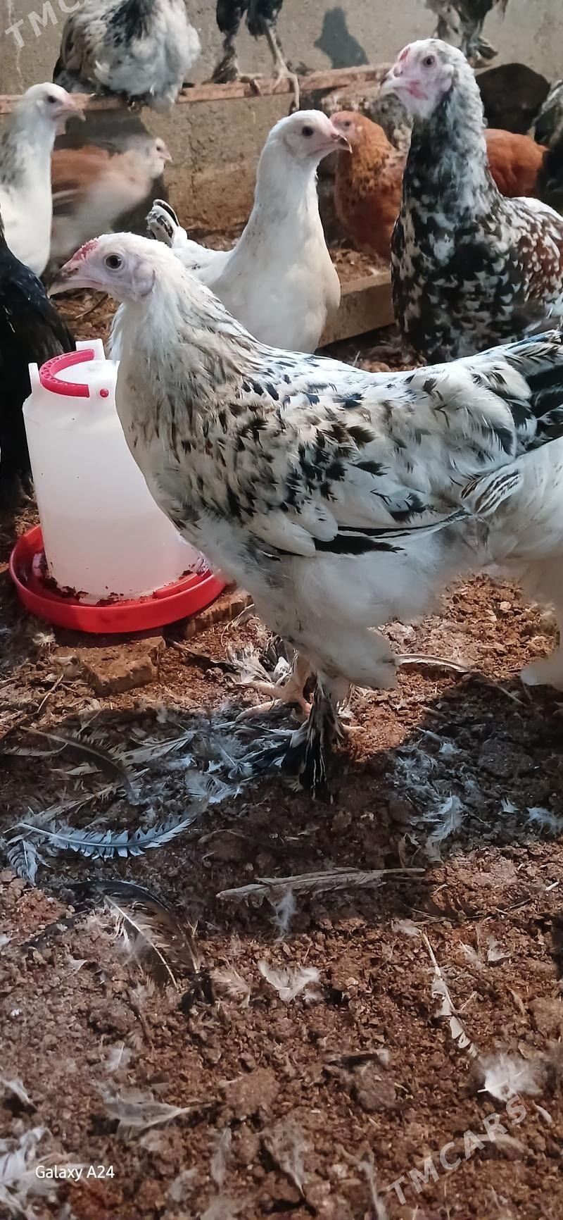 Balgar juje - Änew - img 2