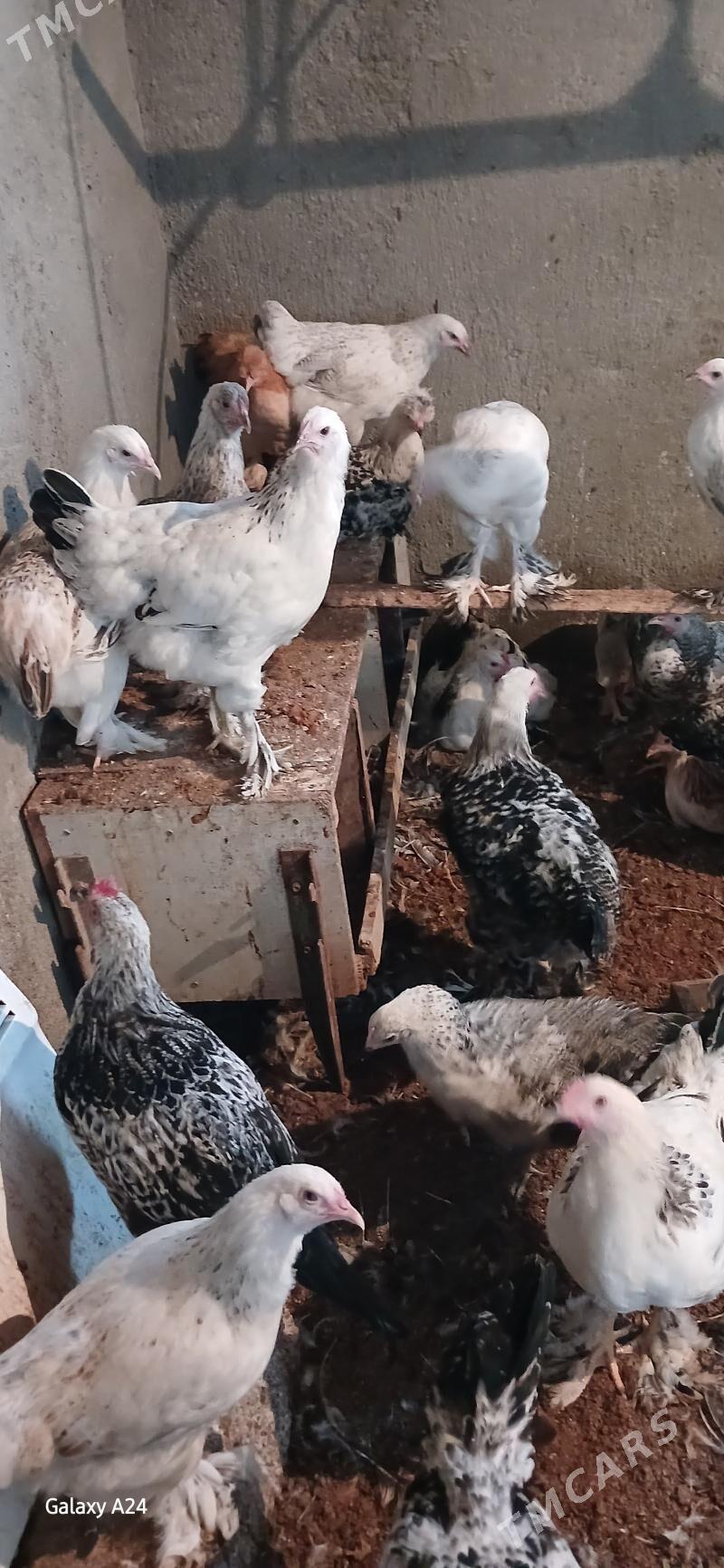 Balgar juje - Änew - img 5