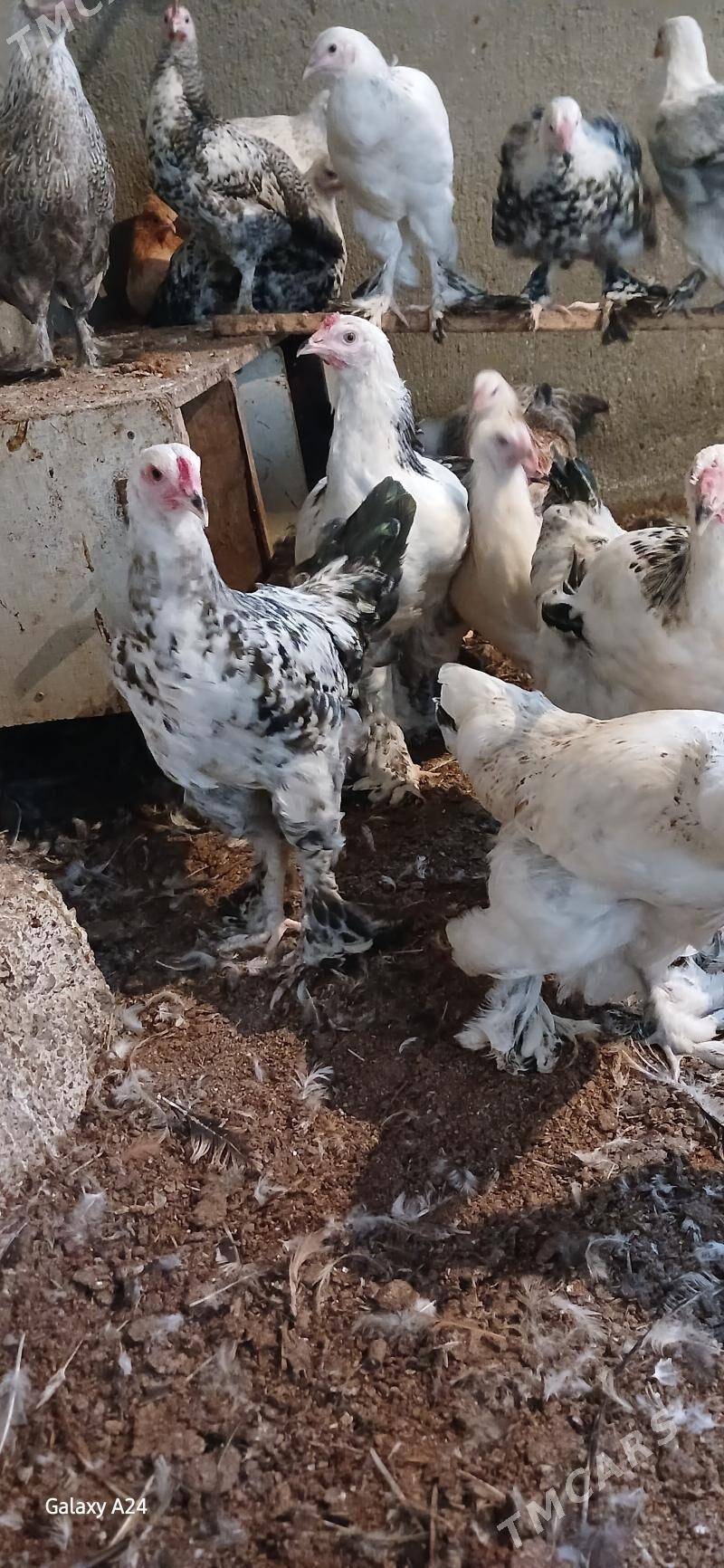 Balgar juje - Änew - img 3