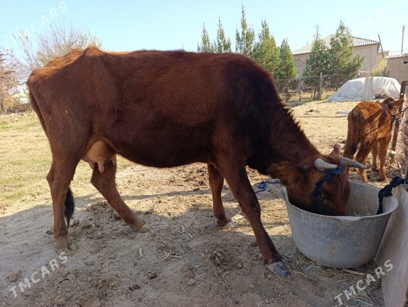 Goleli Sygyr - Мары - img 1