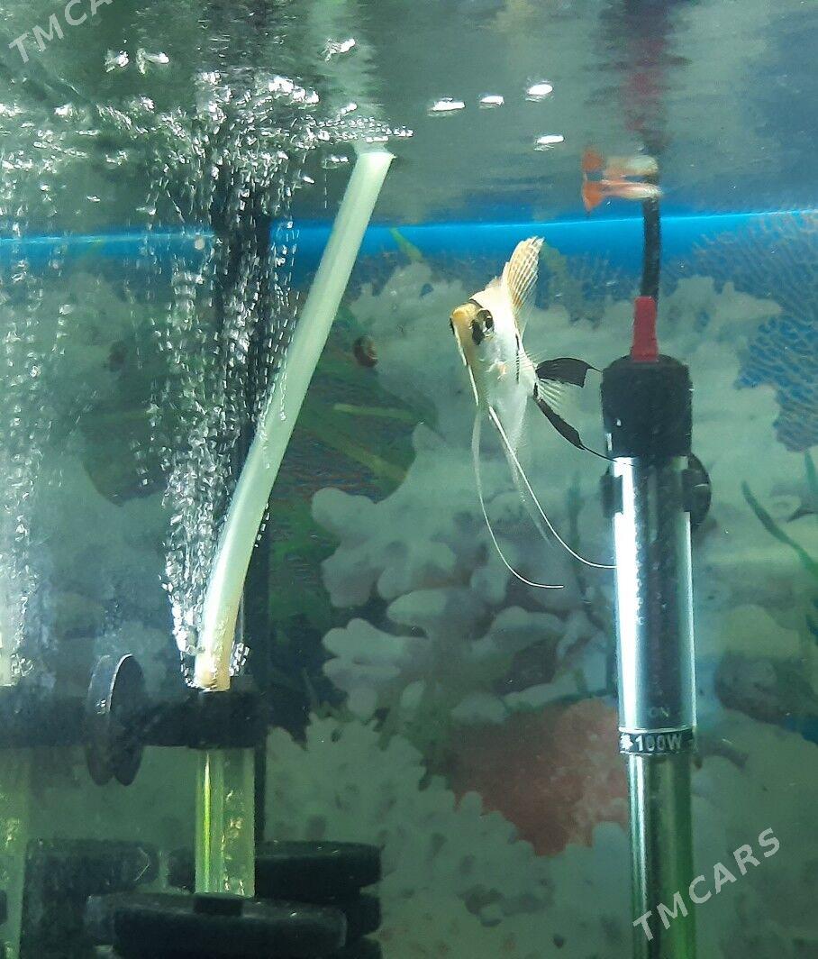 рыбки скалярия - Район ст. Аэропорта, ул. Гагарина - img 5