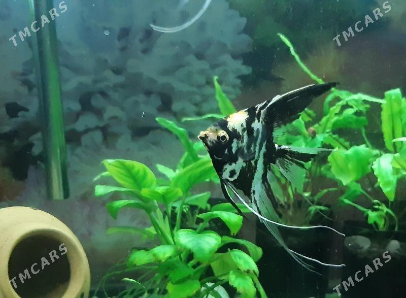 рыбки скалярия - Район ст. Аэропорта, ул. Гагарина - img 2