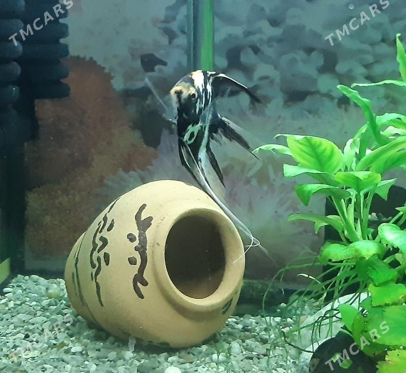 рыбки скалярия - Район ст. Аэропорта, ул. Гагарина - img 6