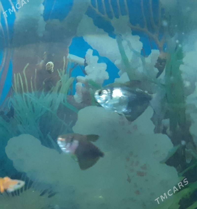 рыбки скалярия - Район ст. Аэропорта, ул. Гагарина - img 9