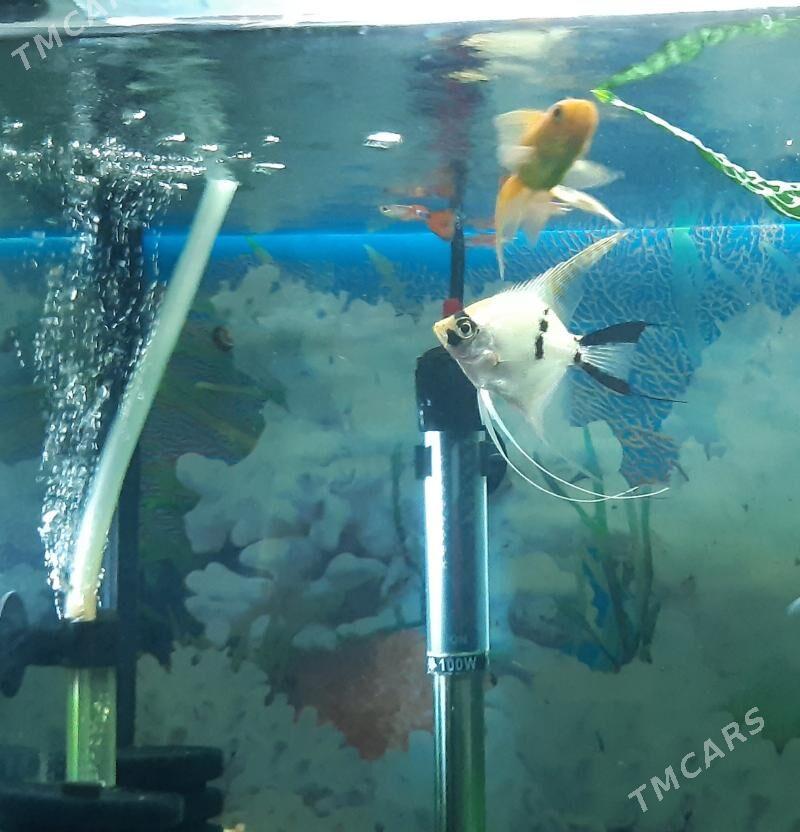 рыбки скалярия - Район ст. Аэропорта, ул. Гагарина - img 8