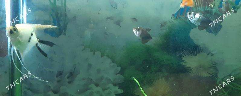 рыбки скалярия - Район ст. Аэропорта, ул. Гагарина - img 10