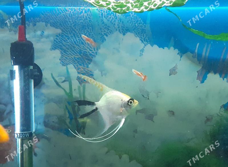 рыбки скалярия - Район ст. Аэропорта, ул. Гагарина - img 3