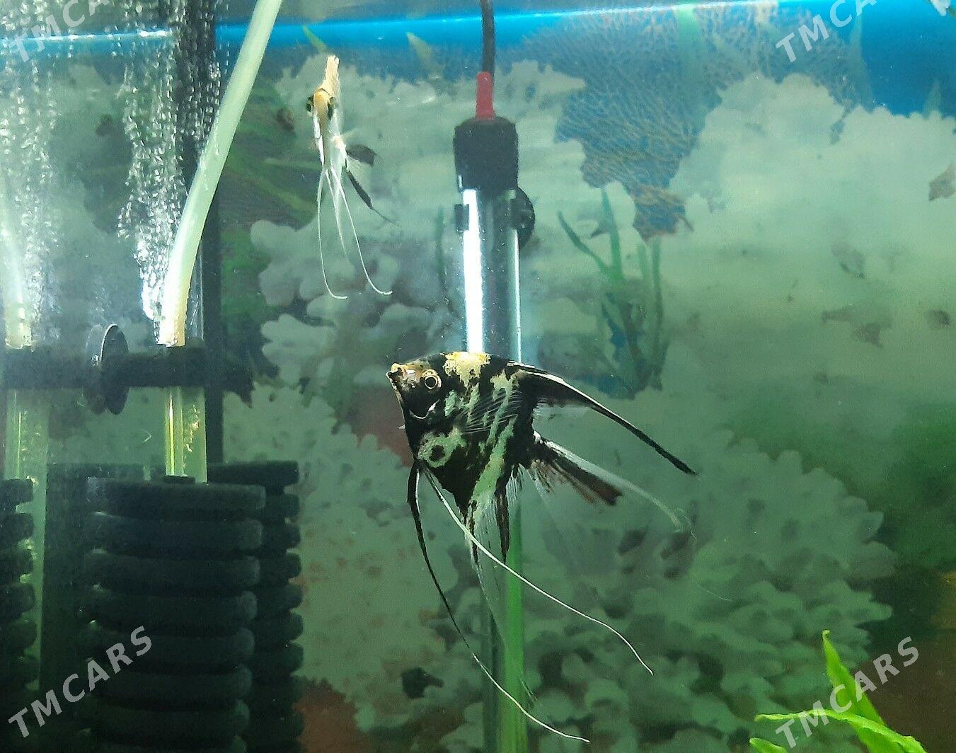 рыбки скалярия - Район ст. Аэропорта, ул. Гагарина - img 4