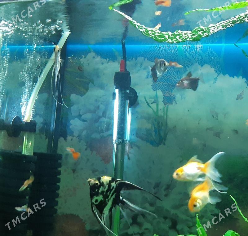 рыбки скалярия - Район ст. Аэропорта, ул. Гагарина - img 7