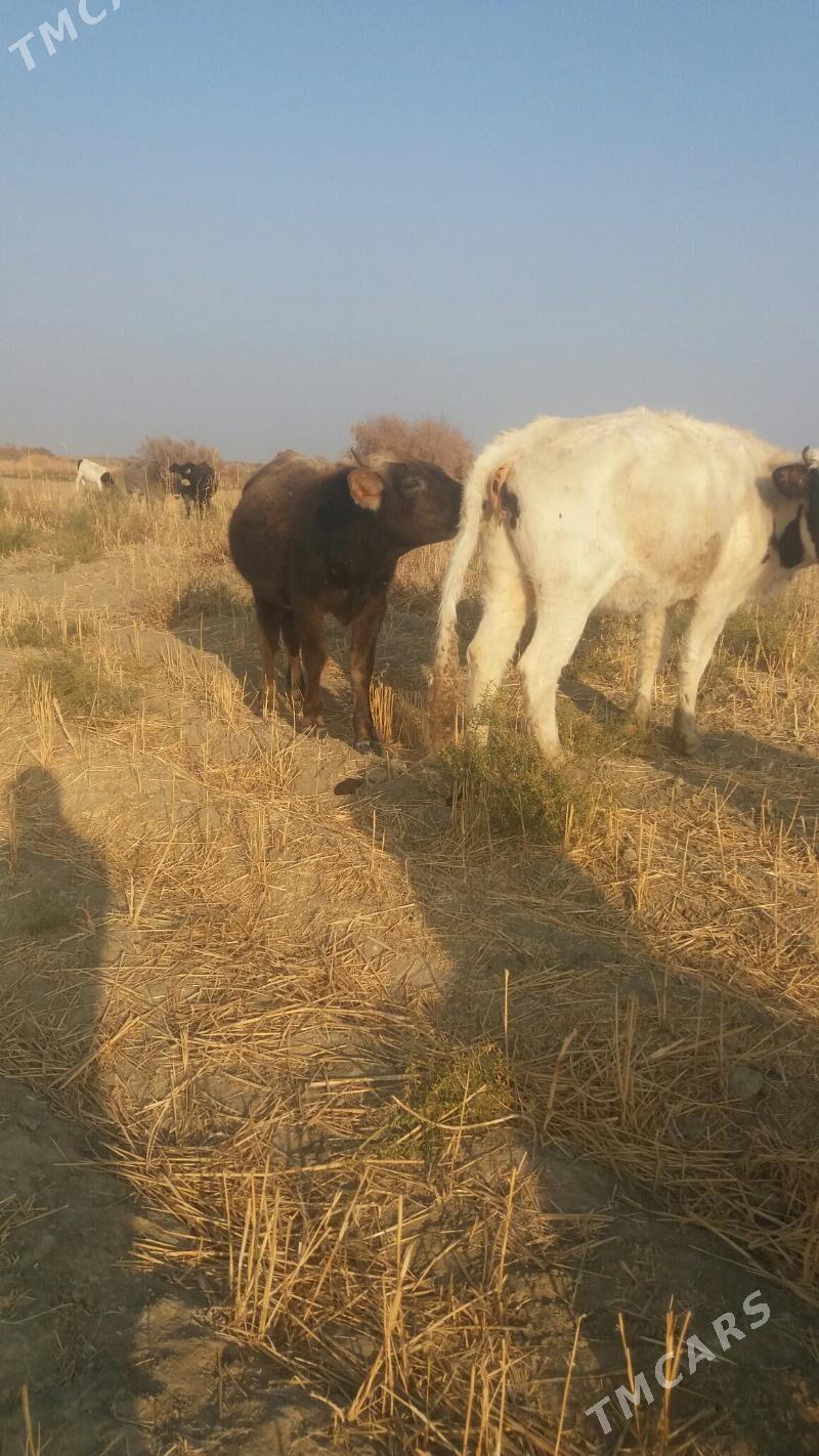 okuz - Бахарден - img 4