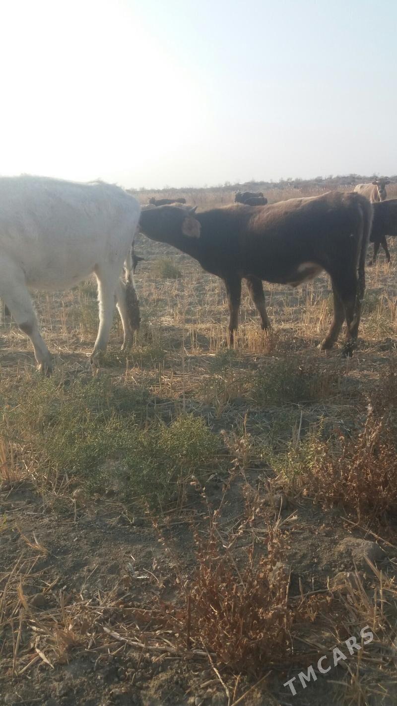 okuz - Бахарден - img 2