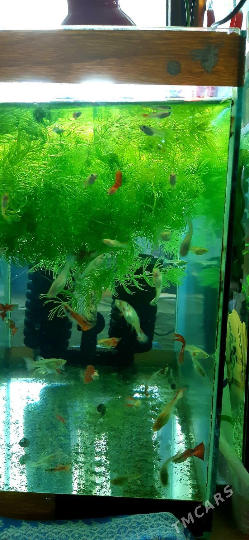 гуппи 3 маната - Район ст. Аэропорта, ул. Гагарина - img 5