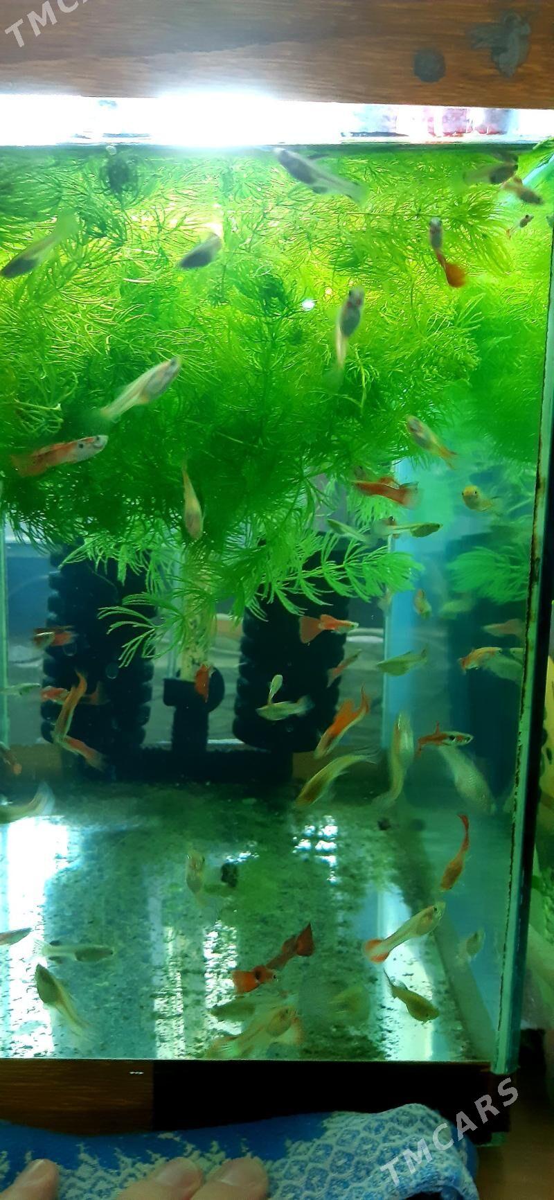 гуппи 3 маната - Район ст. Аэропорта, ул. Гагарина - img 2