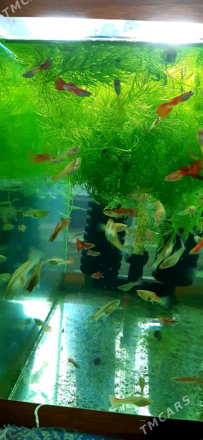 гуппи 3 маната - Район ст. Аэропорта, ул. Гагарина - img 3