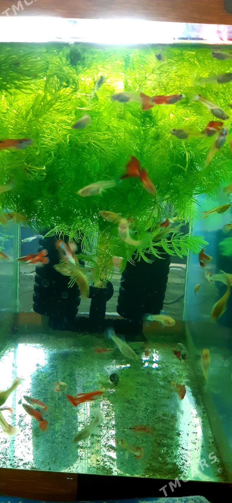 гуппи 3 маната - Район ст. Аэропорта, ул. Гагарина - img 4