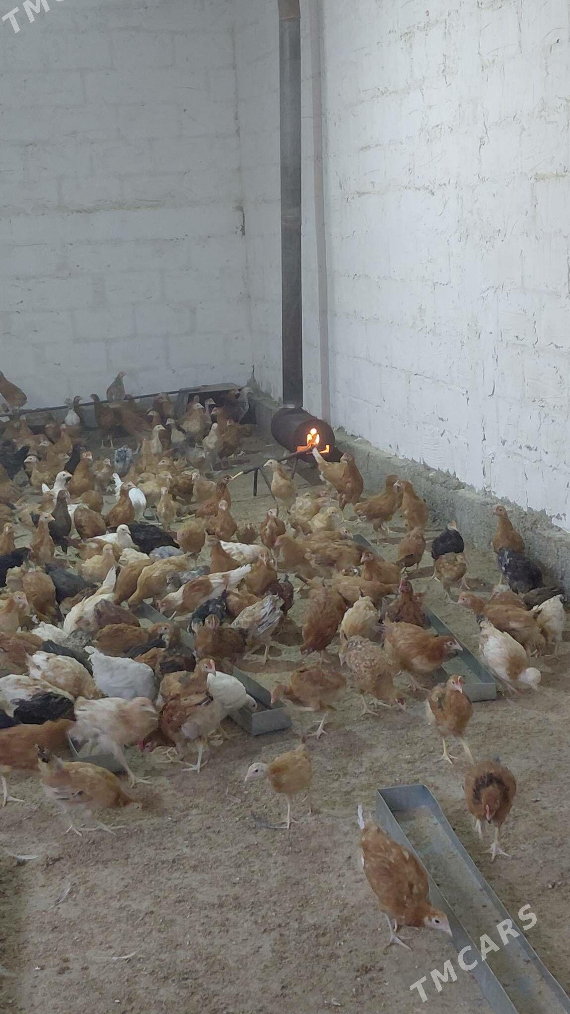 juyje - Gökdepe - img 5