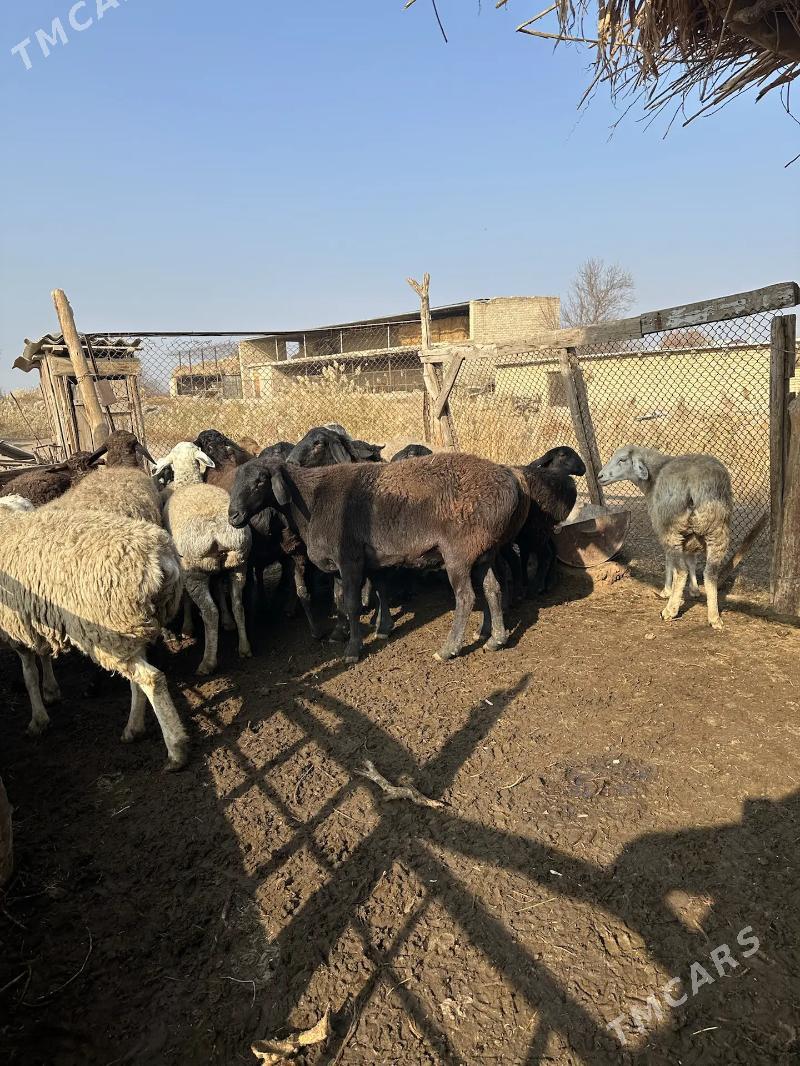 Bogaz  goyunlar - Чарджоу - img 8