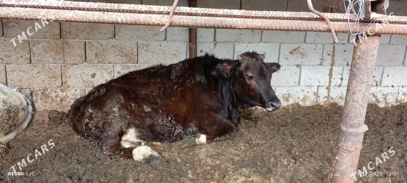 Ökuzce - Türkmenbaşy - img 4