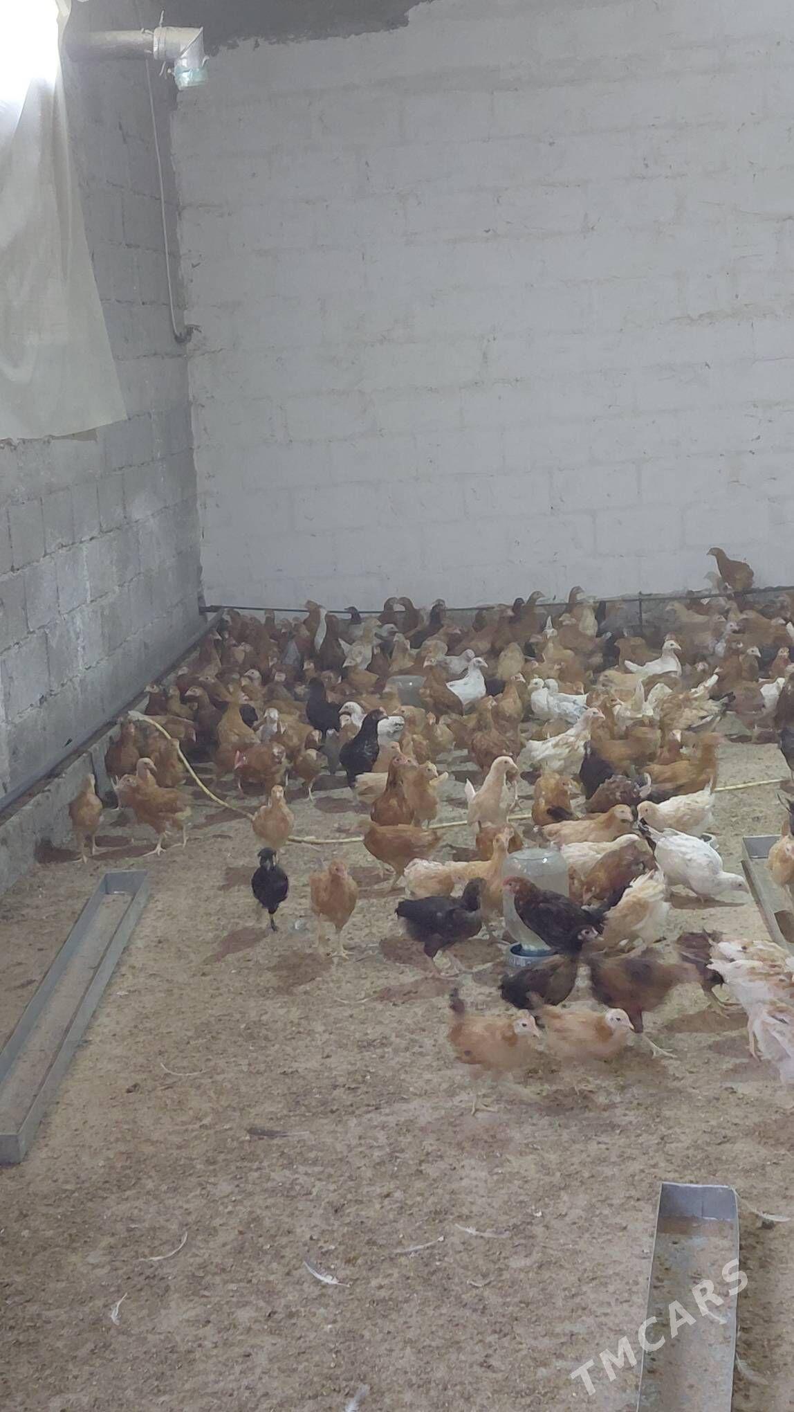 juyje - Gökdepe - img 6