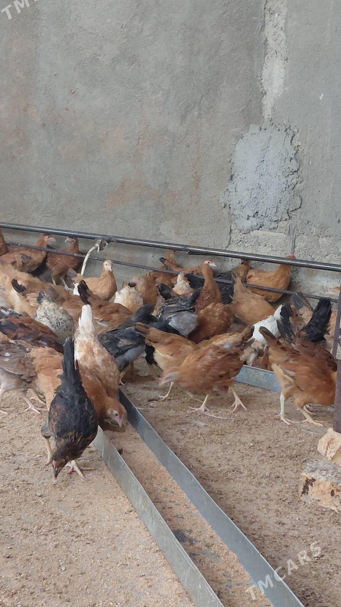 juyje - Gökdepe - img 1