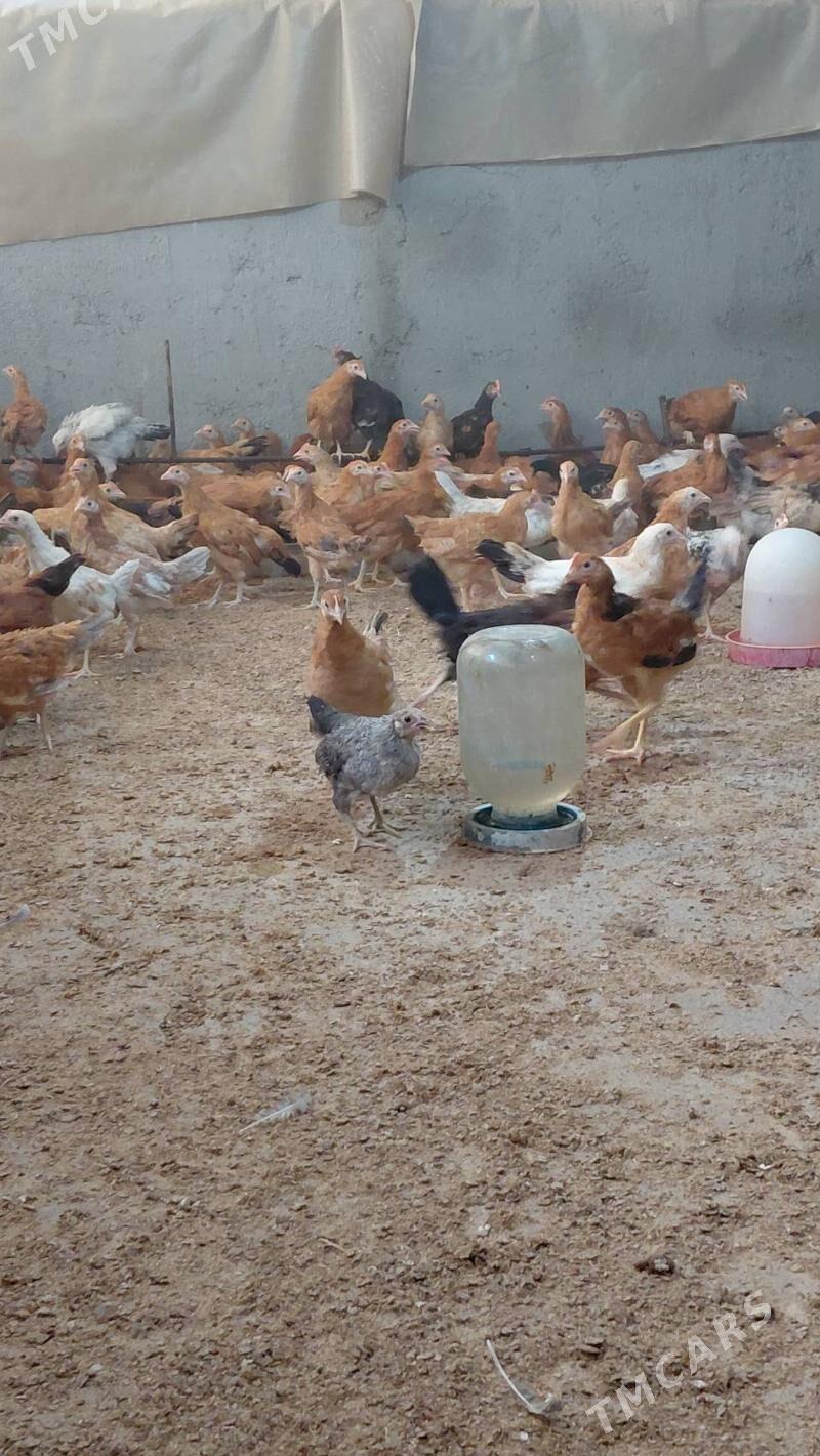 juyje - Gökdepe - img 7