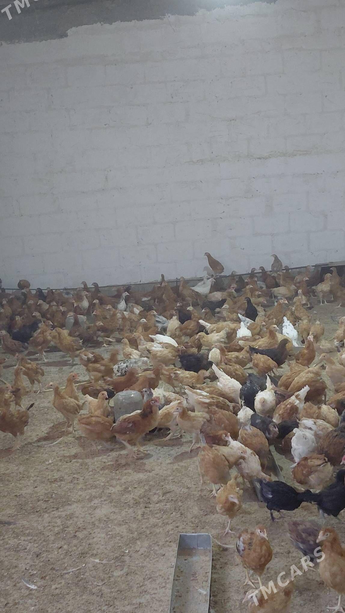 juyje - Gökdepe - img 4