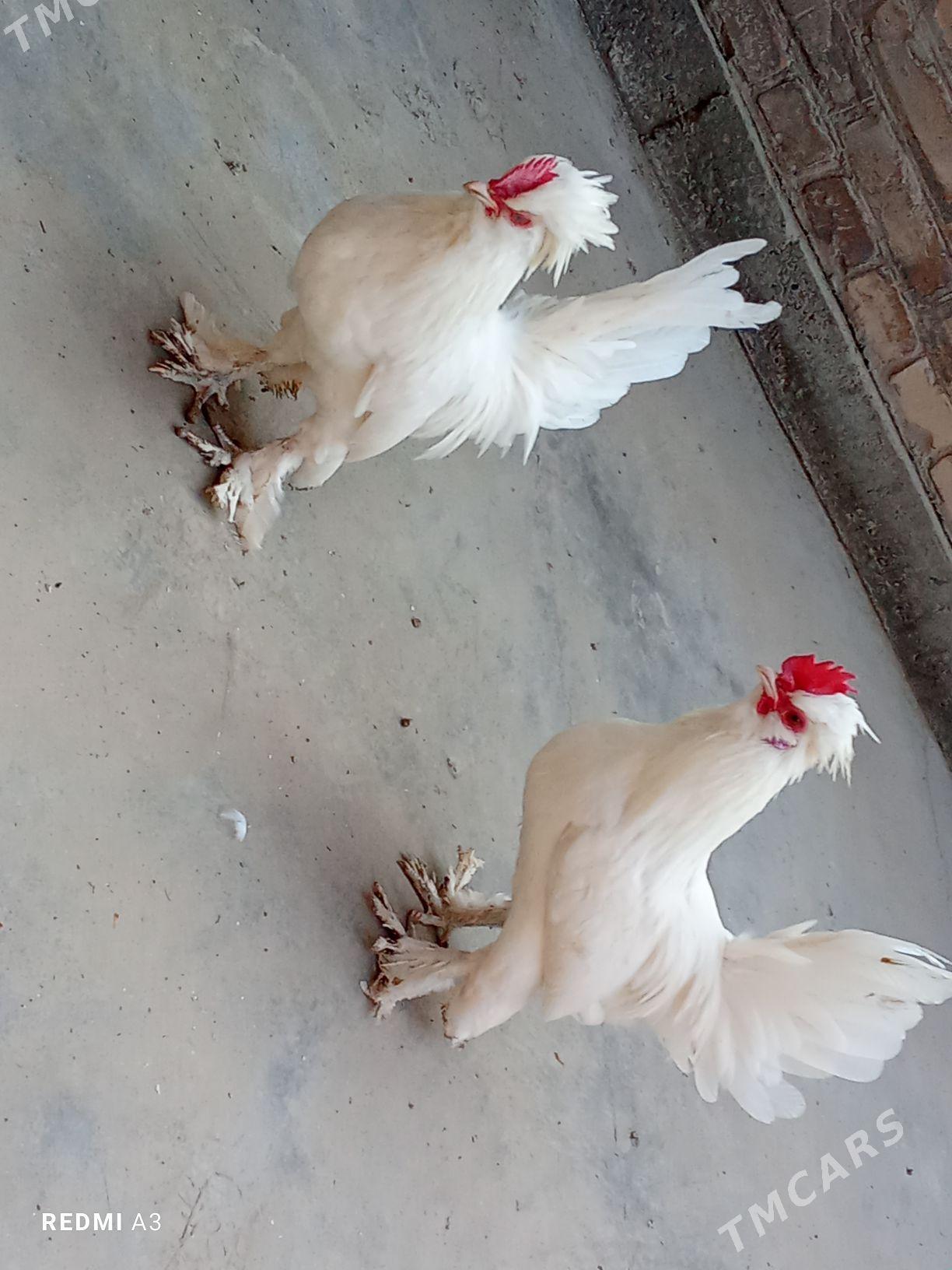 Ak karlik - Türkmenabat - img 2