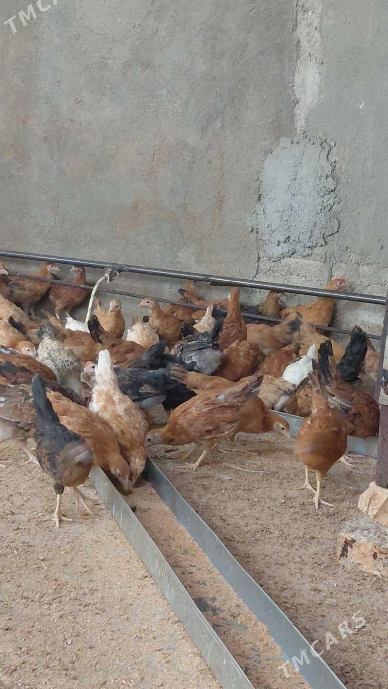 juyje - Gökdepe - img 3