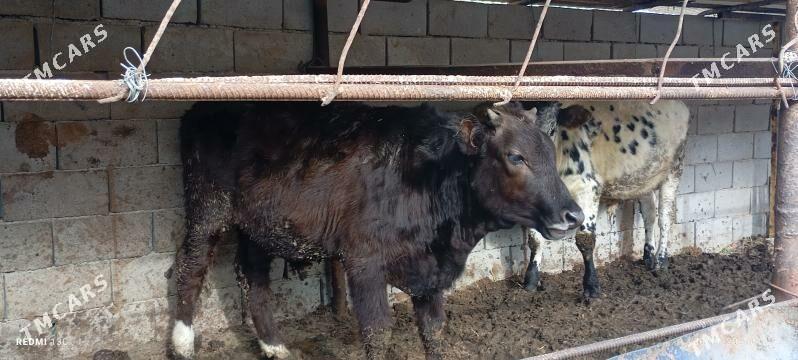 Ökuzce - Türkmenbaşy - img 3