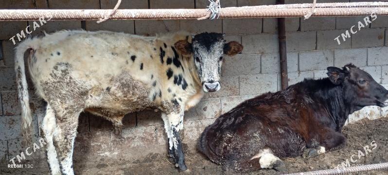 Ökuzce - Türkmenbaşy - img 2