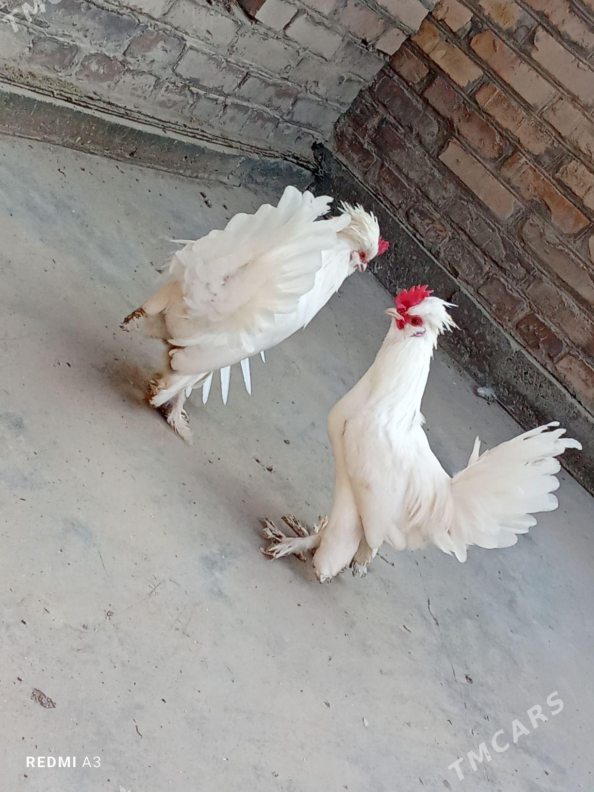 Ak karlik - Türkmenabat - img 1