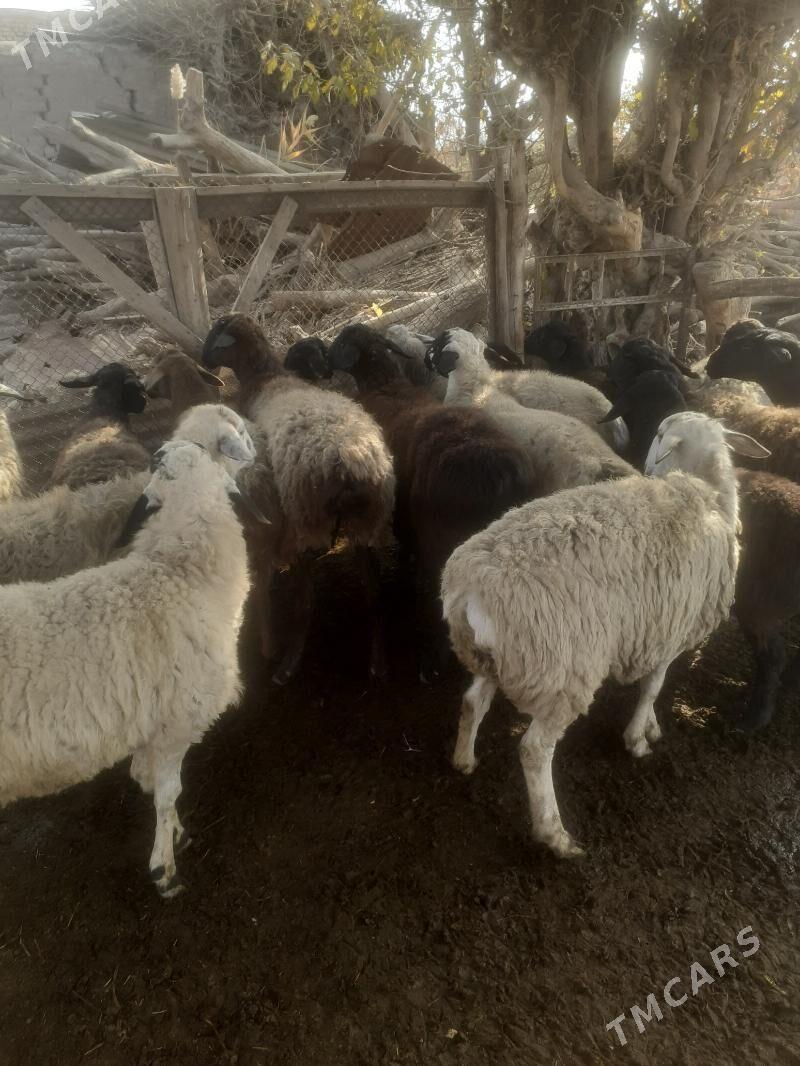 Bogaz  goyunlar - Чарджоу - img 4