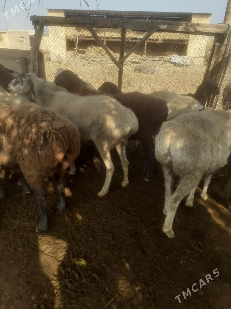 Bogaz  goyunlar - Чарджоу - img 6