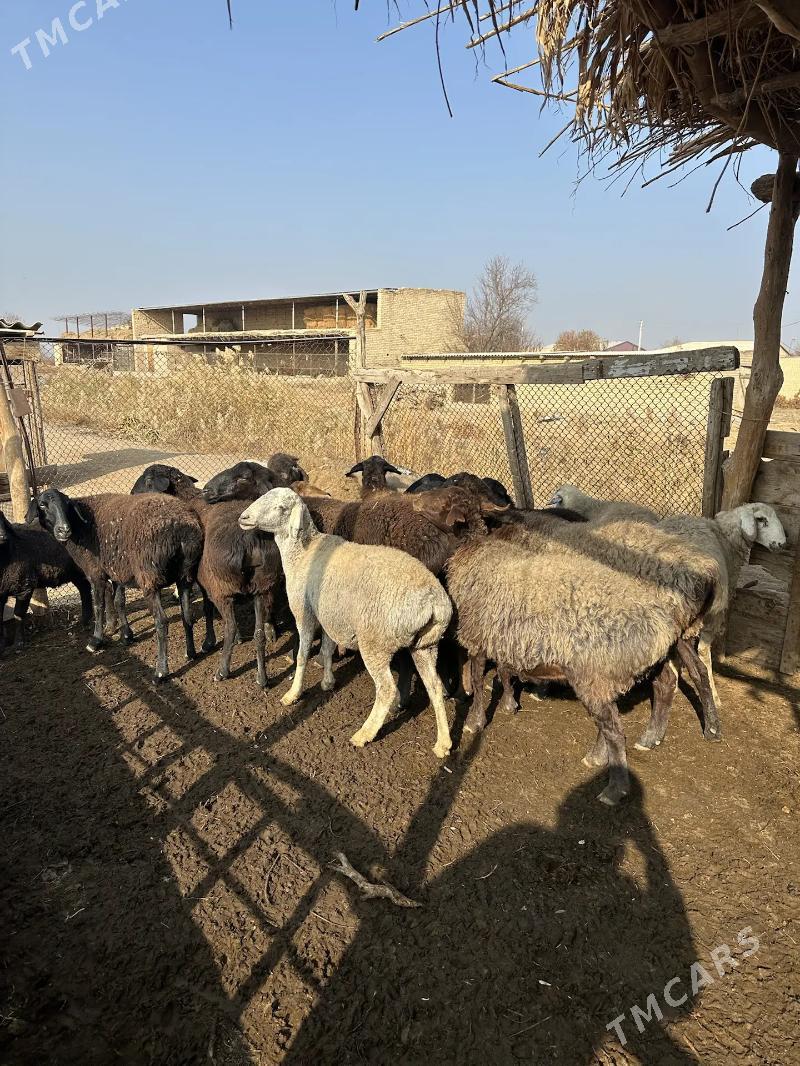 Bogaz  goyunlar - Чарджоу - img 7