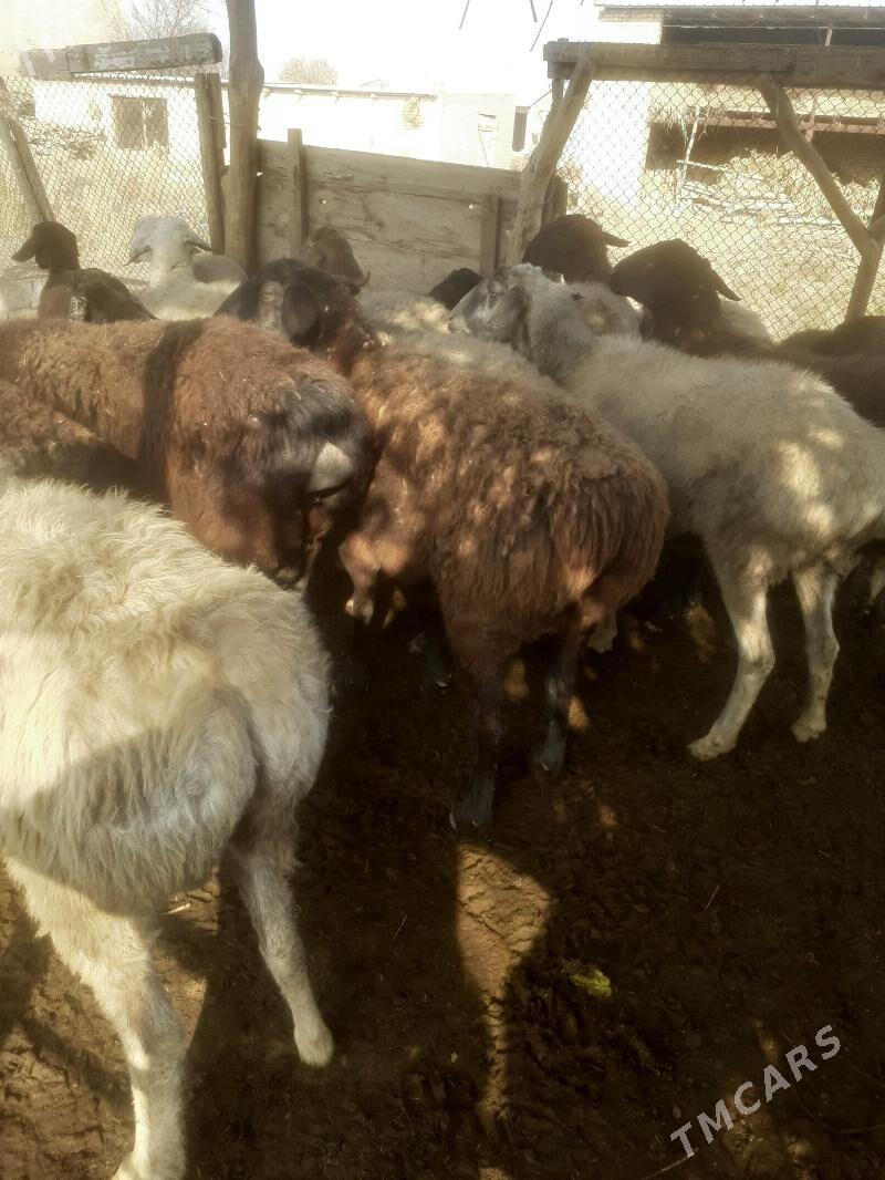 Bogaz goyunlar - Чарджоу - img 1