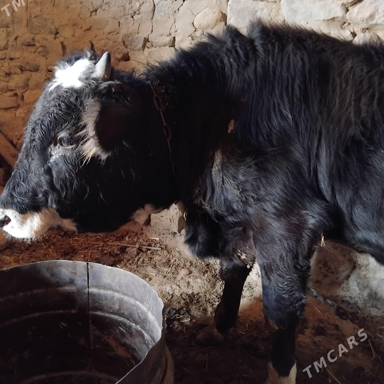 okuz - Gyzylarbat - img 2