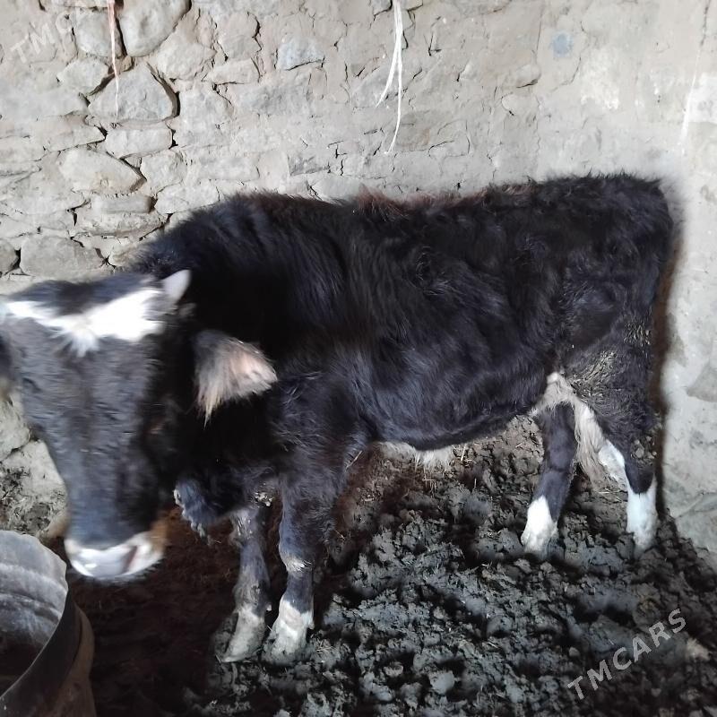 okuz - Gyzylarbat - img 4