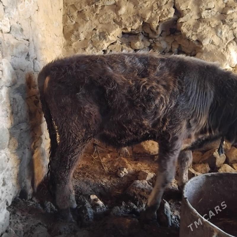 okuz - Gyzylarbat - img 3