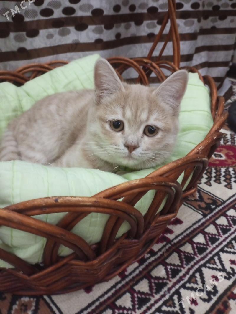 кошка - Туркменабат - img 2