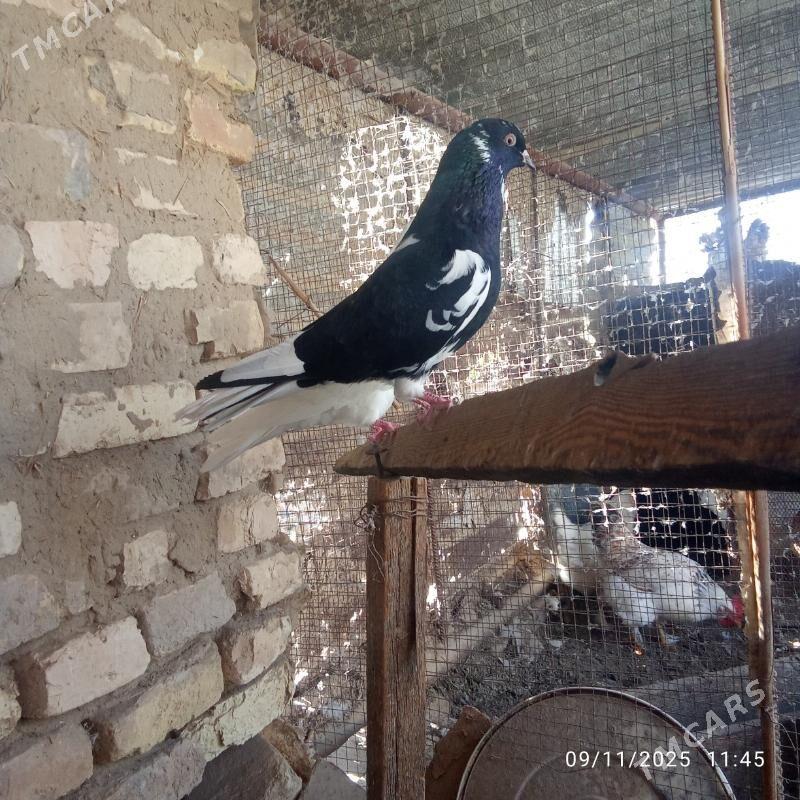 kepderi - Mary - img 2