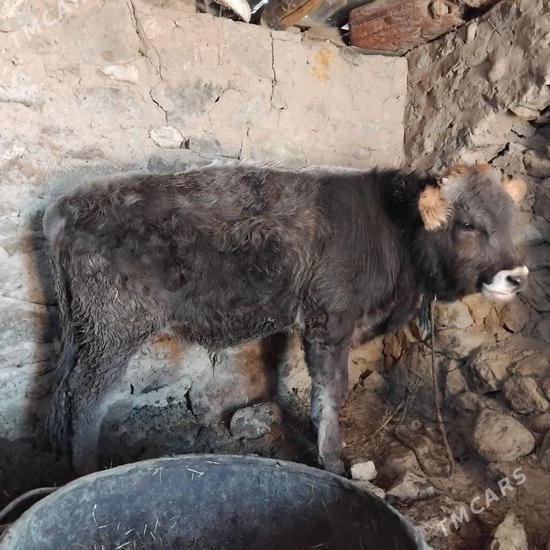 okuz - Gyzylarbat - img 5