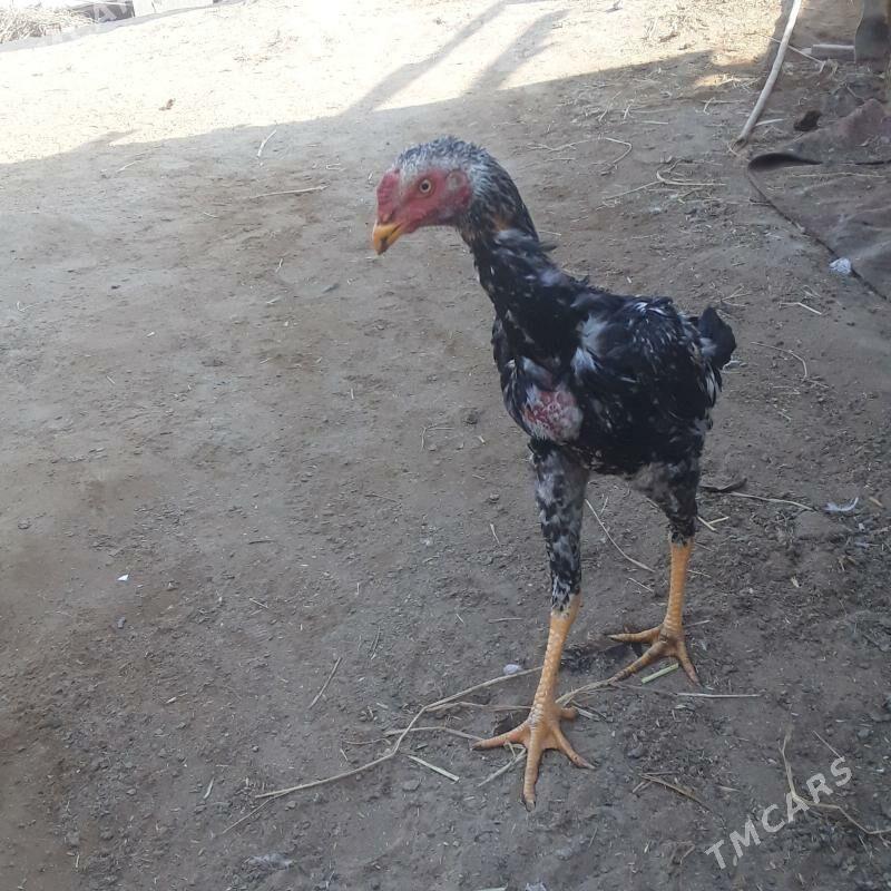 horaz - Керки - img 2