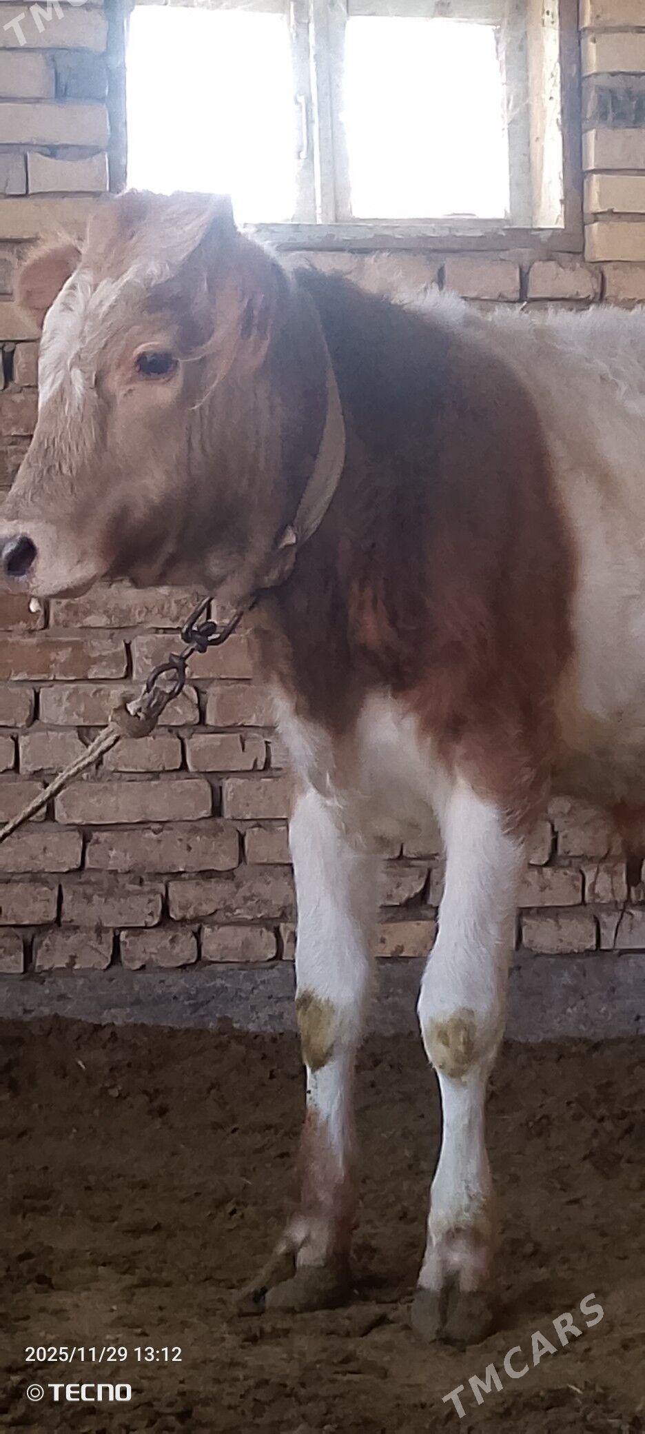 Smental öküz - Mary - img 2