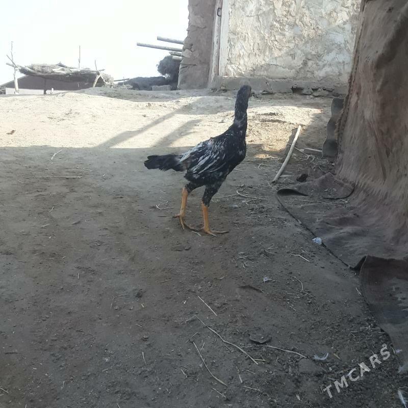 horaz - Керки - img 4