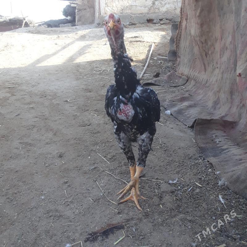 horaz - Керки - img 3