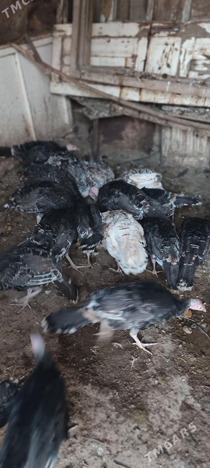 indushga - Серахс - img 2