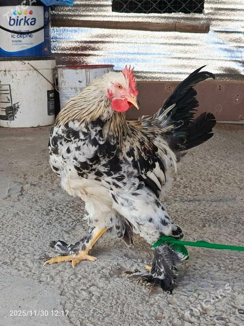 brama horaz dine 7stk ba - Bedew - img 2